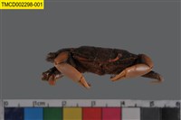 Sentinel crab Collection Image, Figure 6, Total 6 Figures